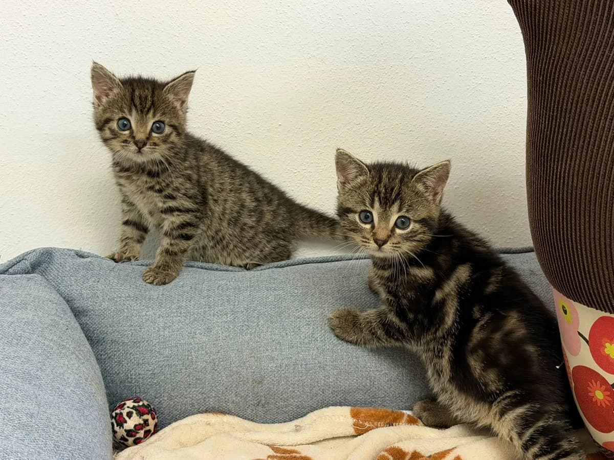 Lotta & Coco, Mixed Breed for adoption at Tierschutzverein Hünfeld, Nüsttal