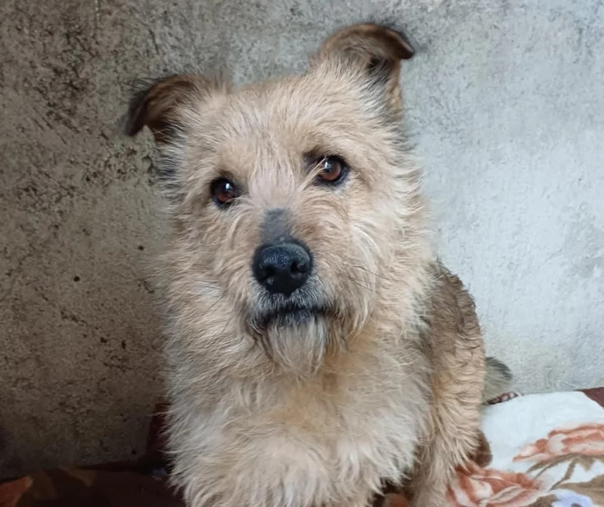 Baboo, male young Mixed Breed for adoption at Tierschutzverein Hunde in Not Rhein-Main e.V., Bad Vilbel