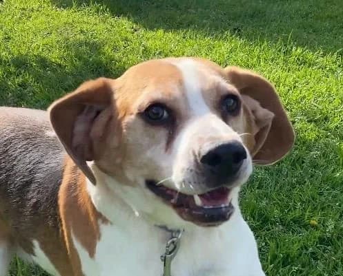 Ozzy, male Beagle for adoption at Tierschutzverein Hunde in Not Rhein-Main e.V., Bad Vilbel