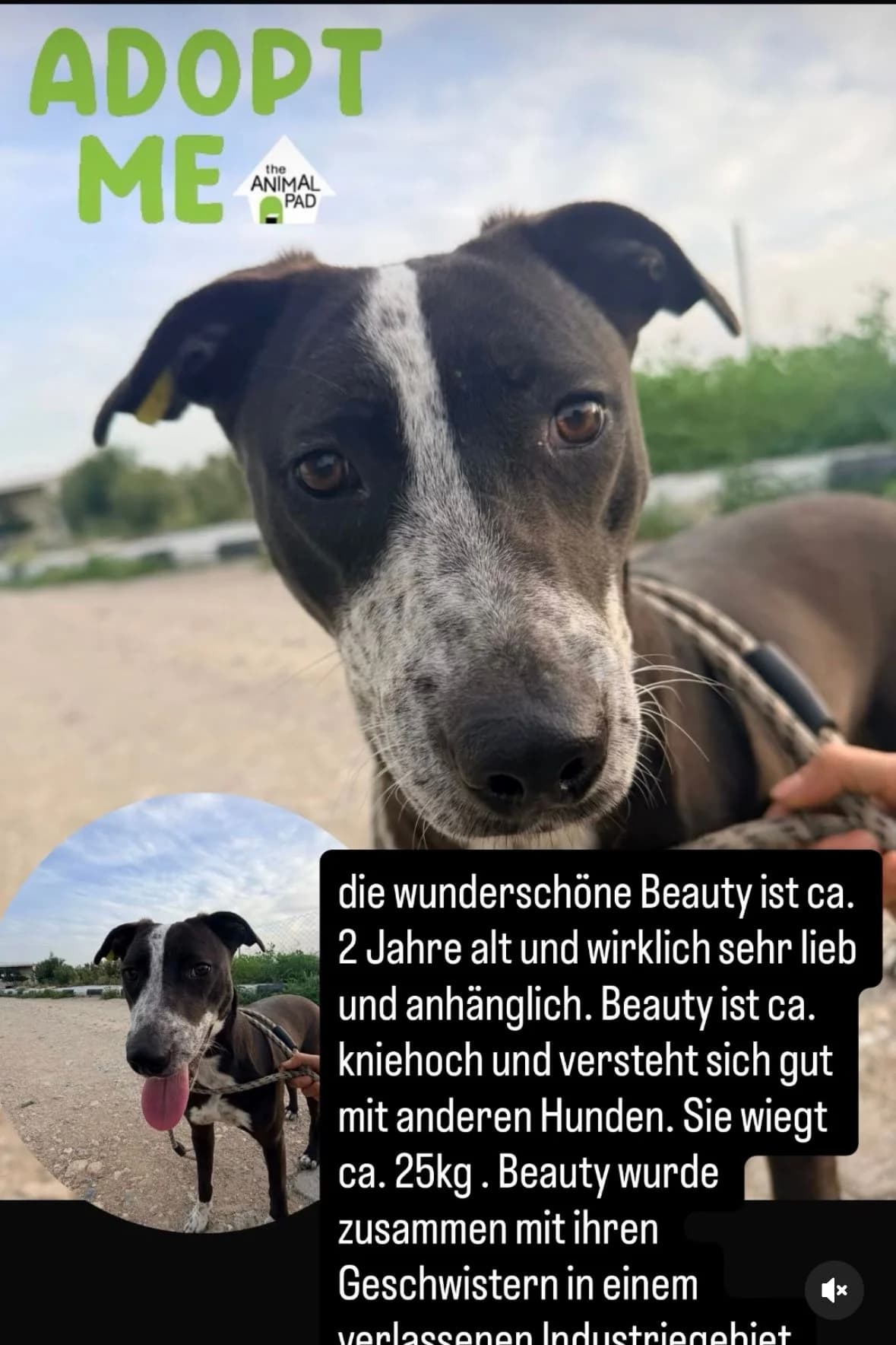 Beauty, female young Mixed Breed for adoption at Tierschutzverein Hunde in Not Rhein-Main e.V., Bad Vilbel