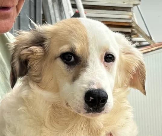 Liza II, weiß female puppy Mixed Breed for adoption at Tierschutzverein Hunde in Not Rhein-Main e.V., Bad Vilbel