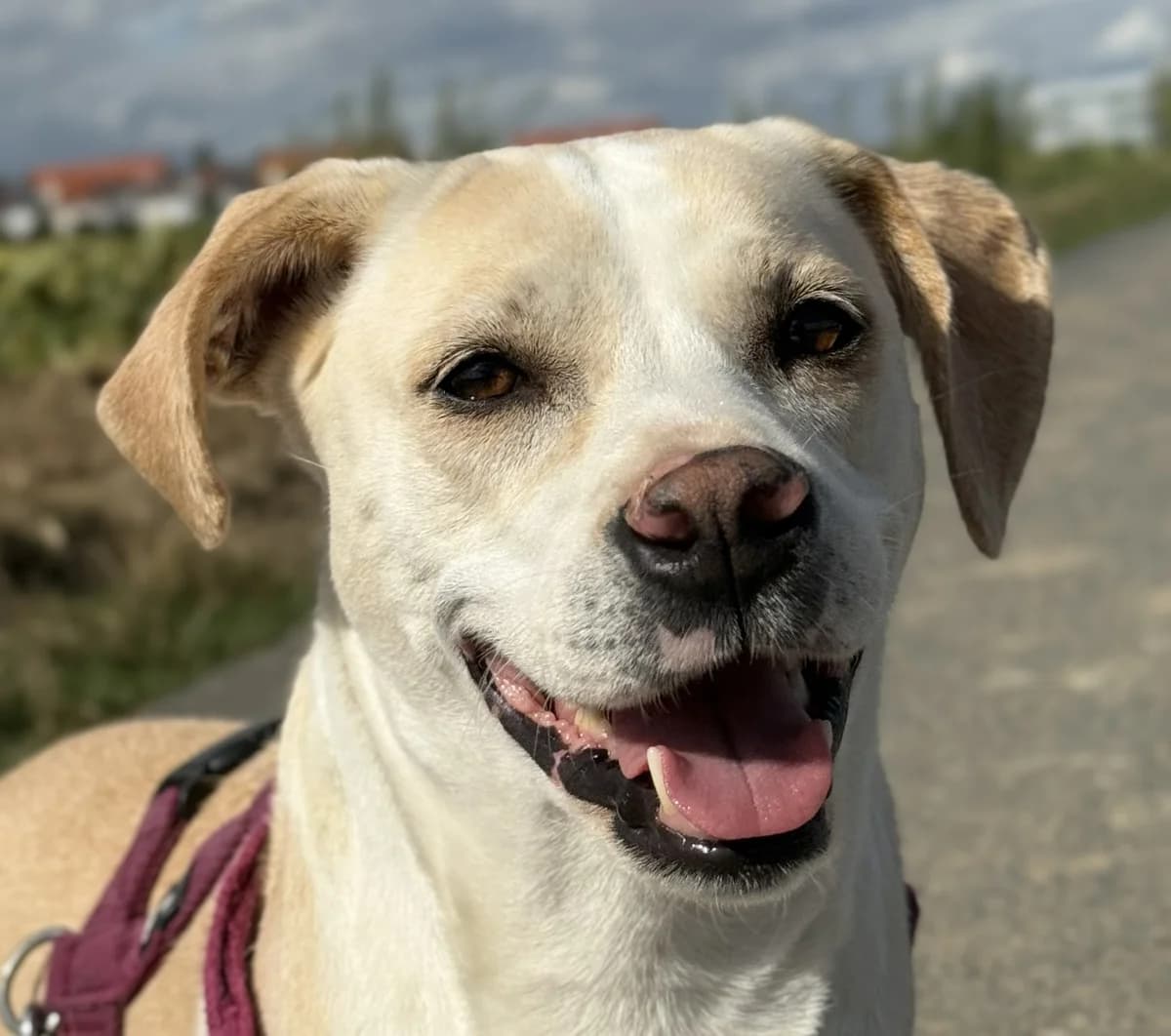 Sani, female Mixed Breed for adoption at Tierschutzverein Hunde in Not Rhein-Main e.V., Bad Vilbel