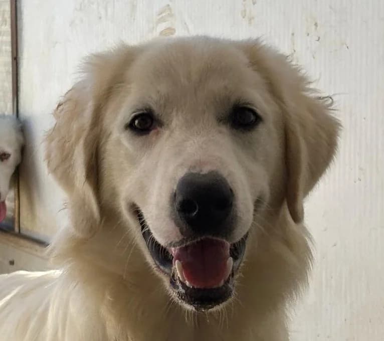 Anita, golden male puppy Mixed Breed for adoption at Tierschutzverein Hunde in Not Rhein-Main e.V., Bad Vilbel