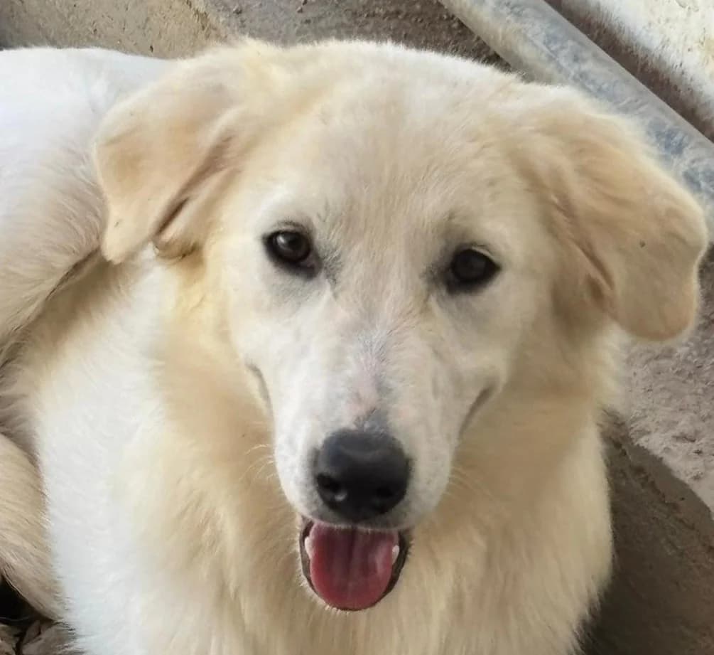 Artura, golden male puppy Mixed Breed for adoption at Tierschutzverein Hunde in Not Rhein-Main e.V., Bad Vilbel
