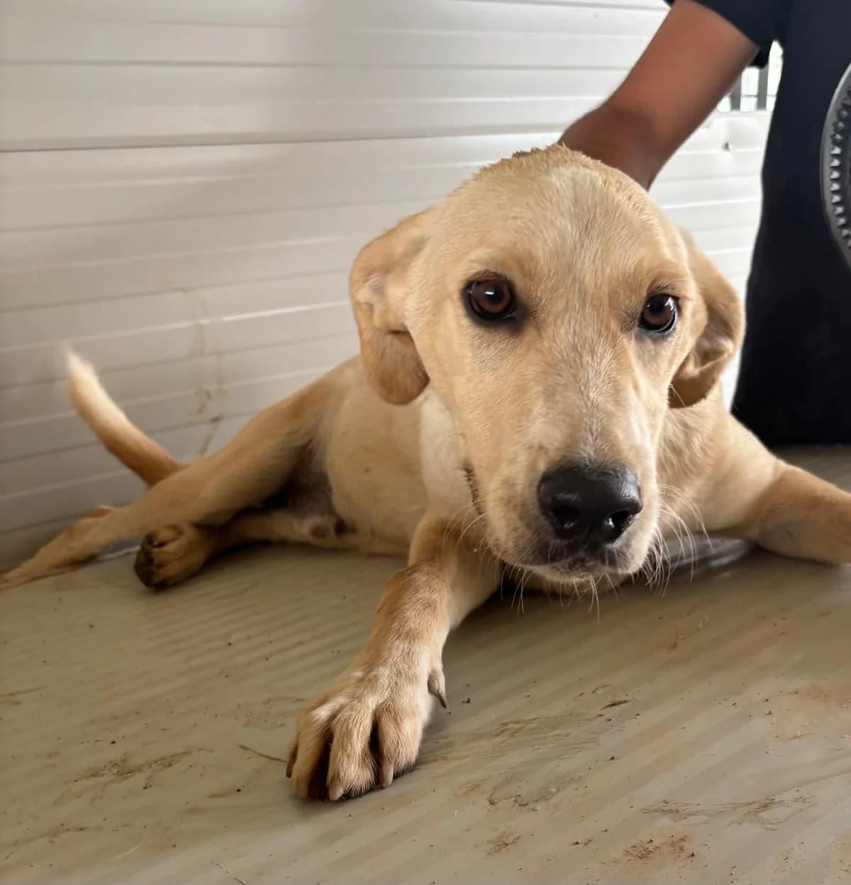 Francesco, male puppy Mixed Breed for adoption at Tierschutzverein Hunde in Not Rhein-Main e.V., Bad Vilbel