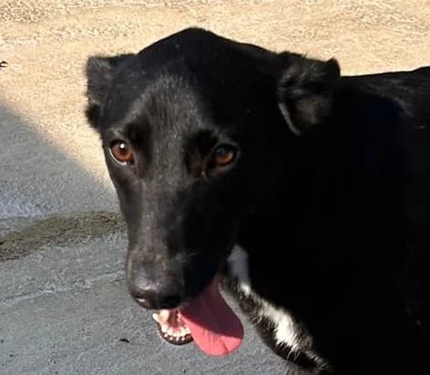 Spiritella, weiß female Mixed Breed for adoption at Tierschutzverein Hunde in Not Rhein-Main e.V., Bad Vilbel