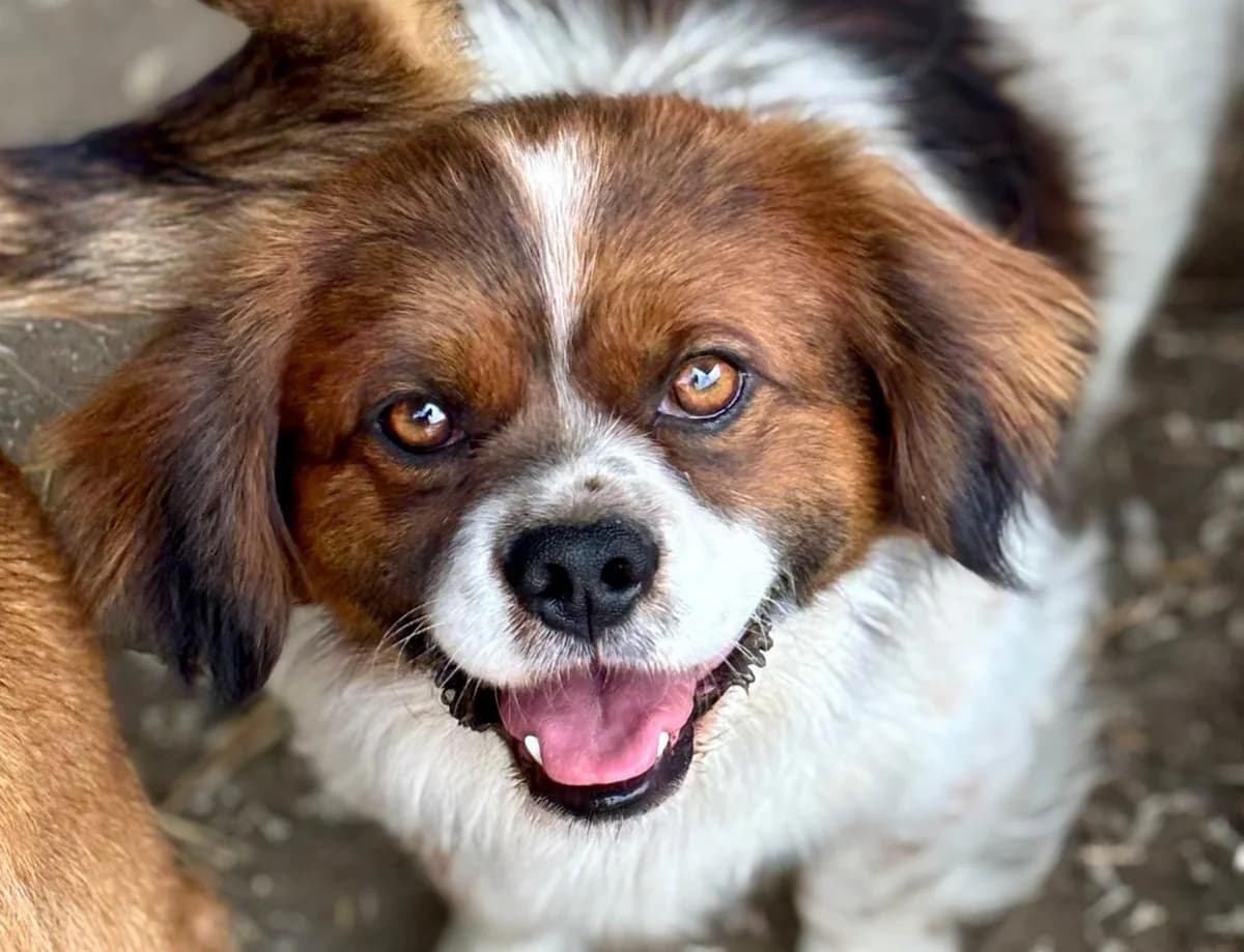 Marco, male Mixed Breed for adoption at Tierschutzverein Hunde in Not Rhein-Main e.V., Bad Vilbel