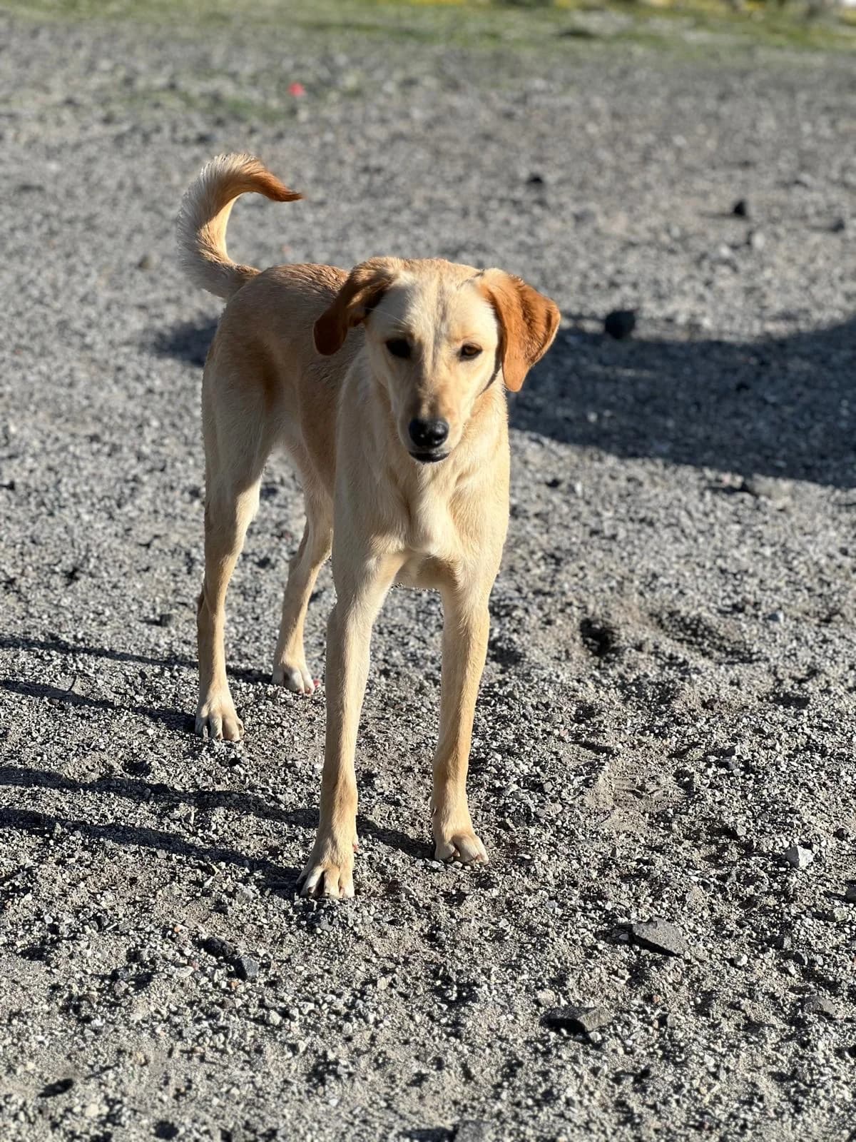 Vorlage mit Video, male Labrador Retriever for adoption at Tierschutzverein Hunde in Not Rhein-Main e.V.