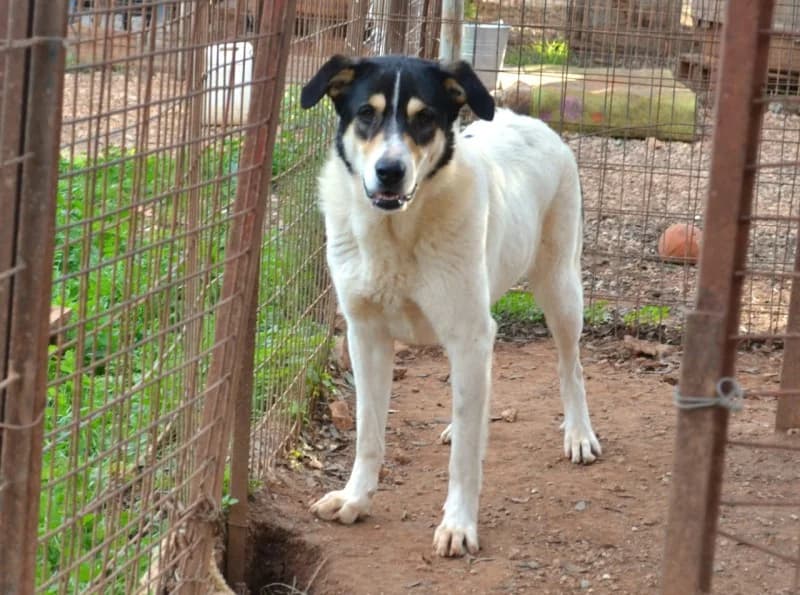 Zina, female 4yo Mixed Breed for adoption at Tierschutzverein Hunde in Not Rhein-Main e.V., Bad Vilbel