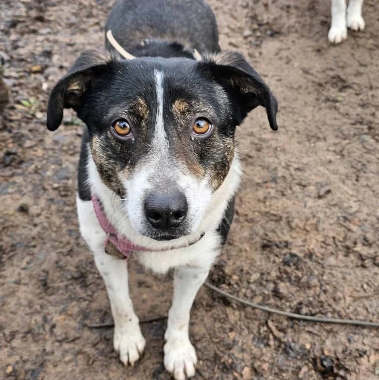 Daria, female 4yo Mixed Breed for adoption at Tierschutzverein Hunde in Not Rhein-Main e.V., Bad Vilbel