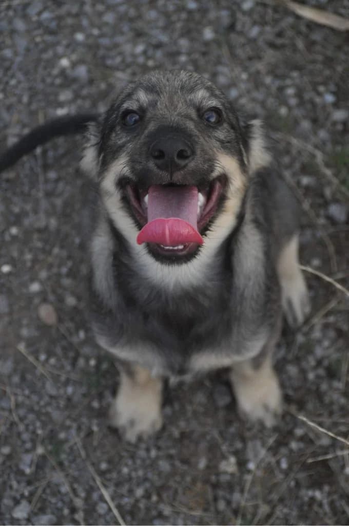 Gin, male Mixed Breed for adoption at Tierschutzverein Hunde in Not Rhein-Main e.V.