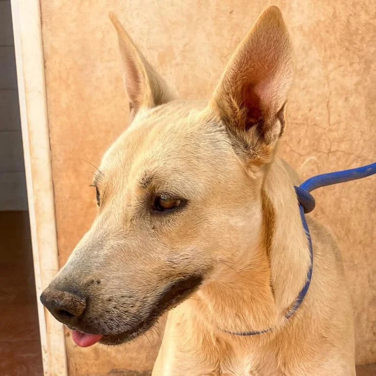 Rudolf, male Belgian Malinois for adoption at Tierschutzverein Hunde in Not Rhein-Main e.V.