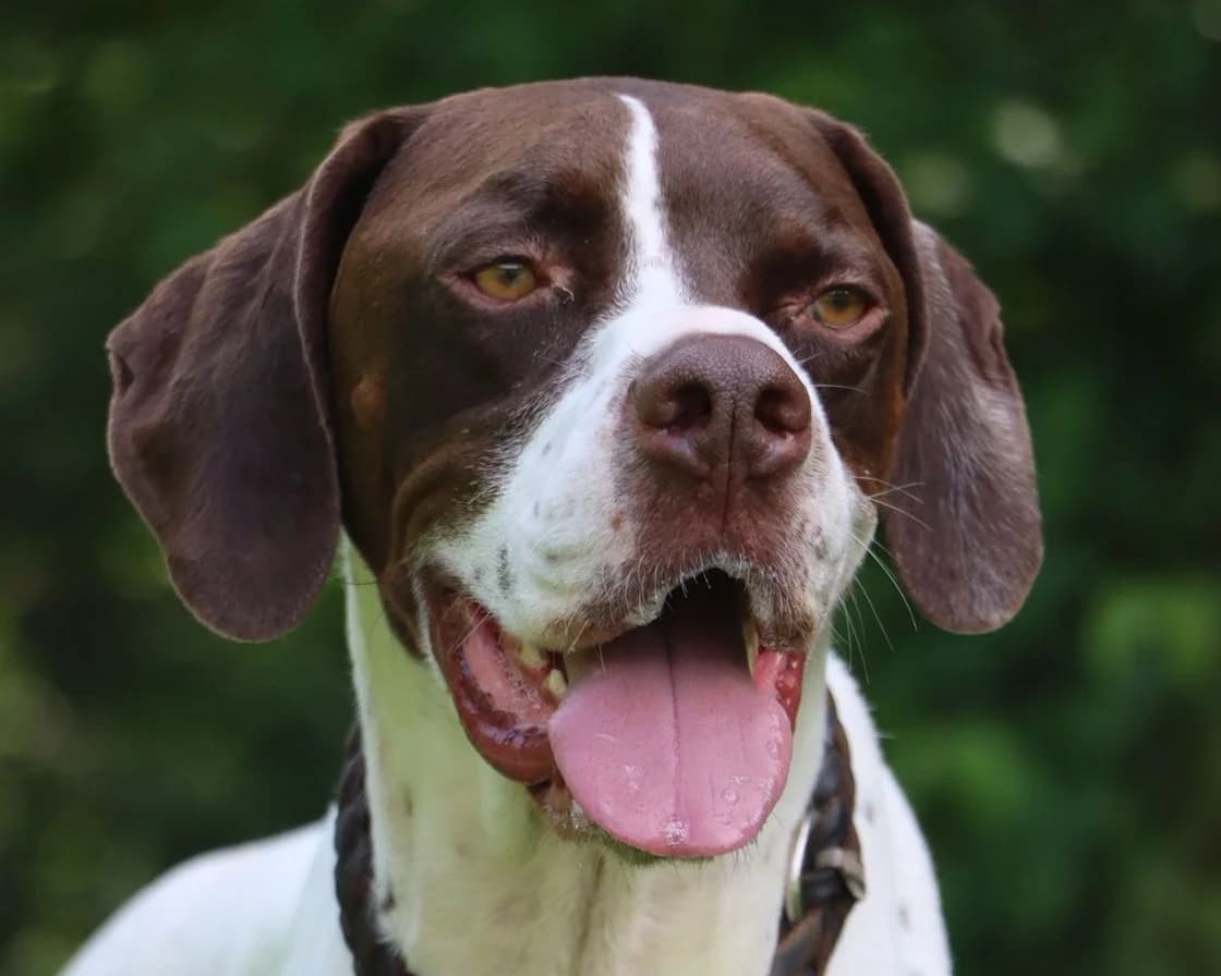 Texas, male Pointer for adoption at Tierschutzverein Hunde in Not Rhein-Main e.V., Bad Vilbel