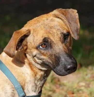 Tyra, female Mixed Breed for adoption at Tierschutzverein Hunde in Not Rhein-Main e.V.