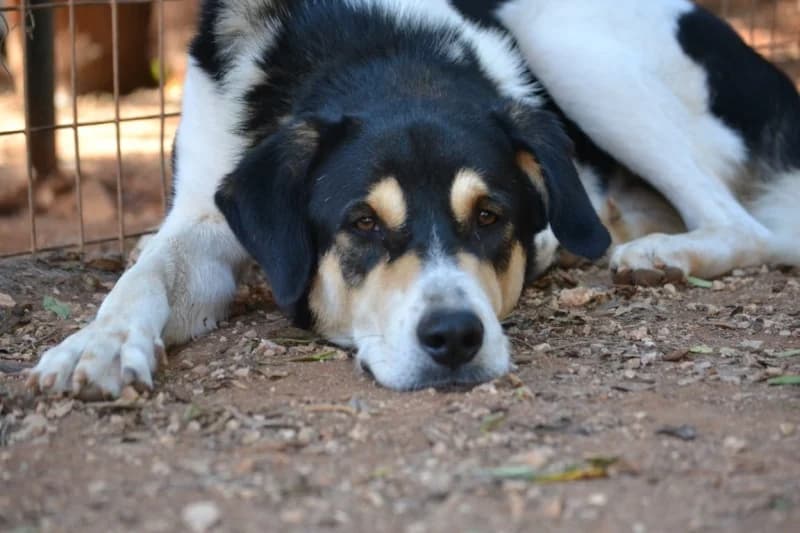 Dias, male 4yo Mixed Breed for adoption at Tierschutzverein Hunde in Not Rhein-Main e.V., Bad Vilbel
