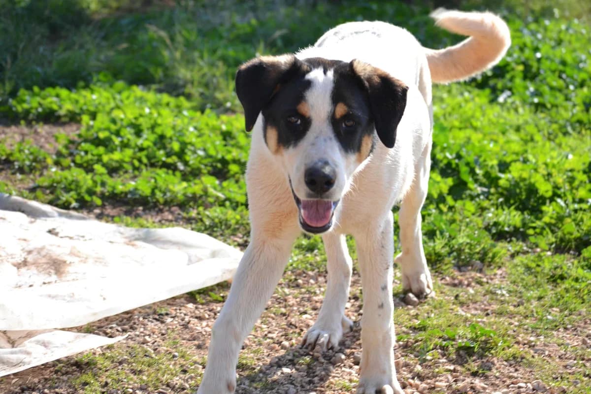 Alma, female Mixed Breed for adoption at Tierschutzverein Hunde in Not Rhein-Main e.V.