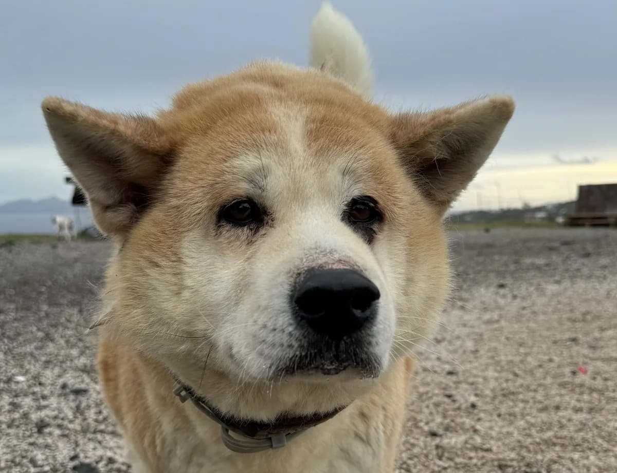Oscar, male Mixed Breed for adoption at Tierschutzverein Hunde in Not Rhein-Main e.V., Bad Vilbel