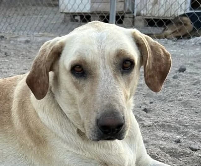 Rodney, male young Mixed Breed for adoption at Tierschutzverein Hunde in Not Rhein-Main e.V., Bad Vilbel