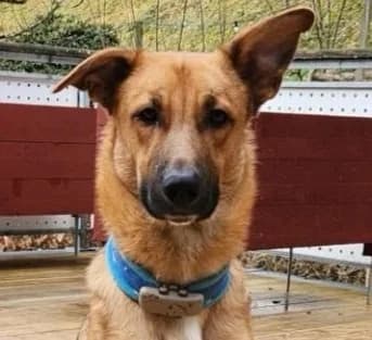 Pumba, male German Shepherd for adoption at Tierschutzverein Hunde in Not Rhein-Main e.V.