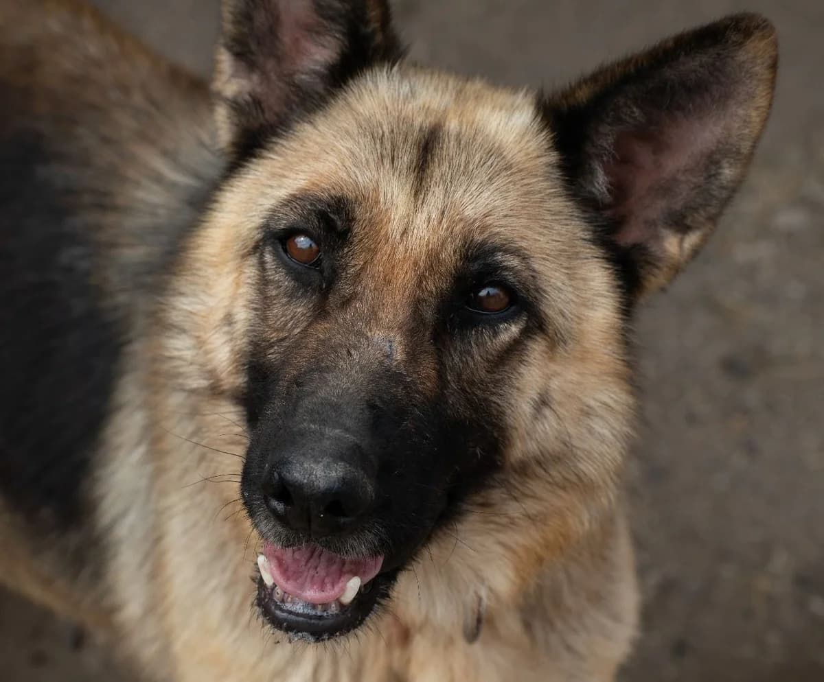Poufi, female senior German Shepherd for adoption at Tierschutzverein Hunde in Not Rhein-Main e.V., Bad Vilbel