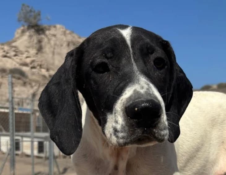 Zina II, female young Pointer for adoption at Tierschutzverein Hunde in Not Rhein-Main e.V., Bad Vilbel