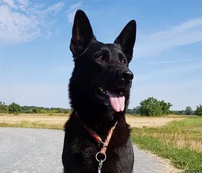 Mira, female 7yo German Shepherd for adoption at Tierschutzverein Hunde in Not Rhein-Main e.V., Bad Vilbel