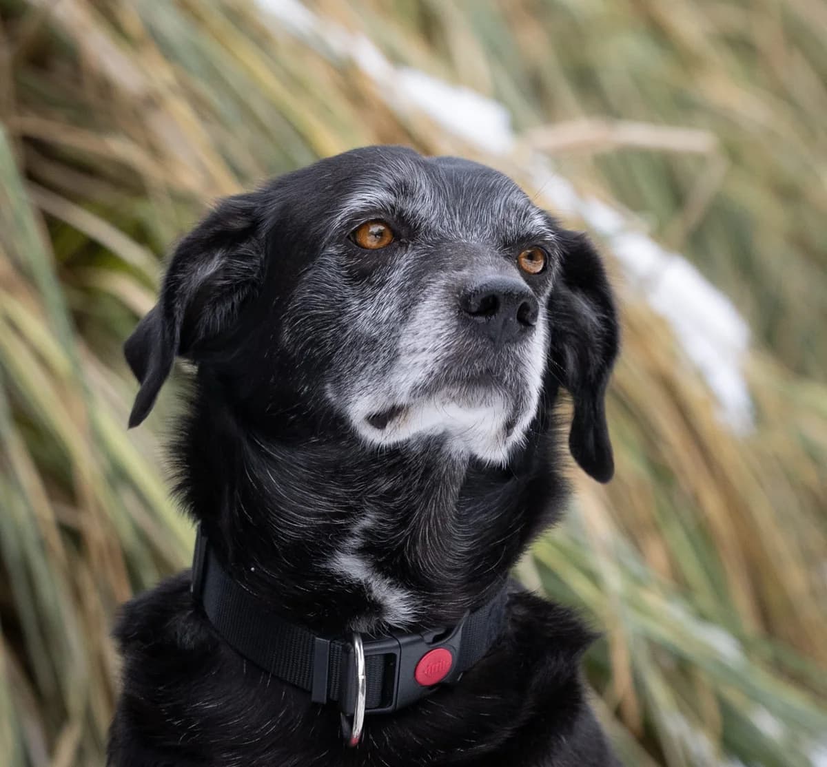 Georgia, female senior Mixed Breed for adoption at Tierschutzverein Hunde in Not Rhein-Main e.V., Bad Vilbel