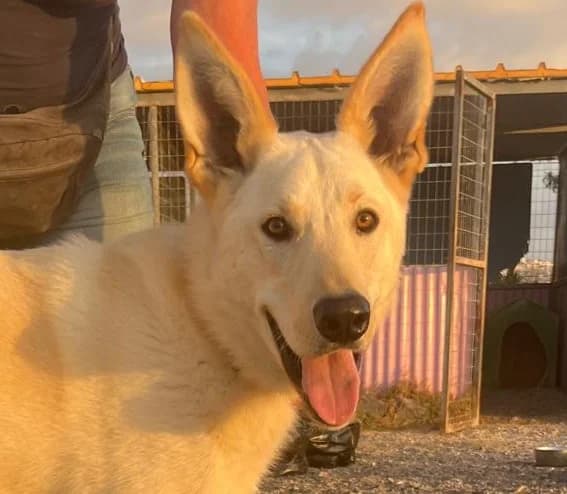 Hector San, male puppy Mixed Breed for adoption at Tierschutzverein Hunde in Not Rhein-Main e.V., Bad Vilbel