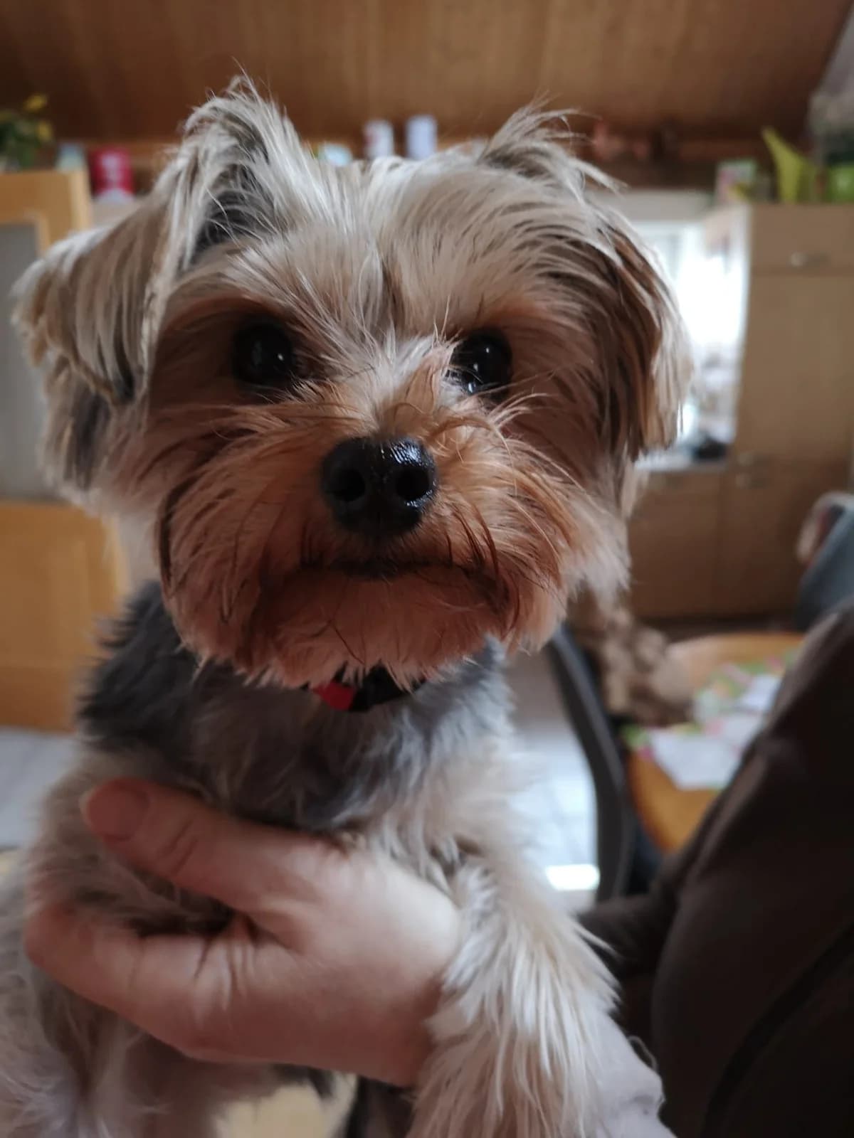 Ricky, male 4yo Yorkshire Terrier for adoption at Tierschutzverein Hunde in Not Rhein-Main e.V., Bad Vilbel