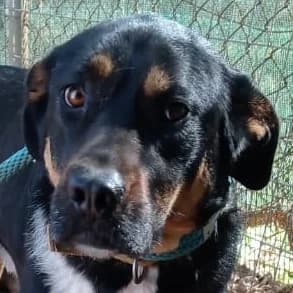 Claude, male Mixed Breed for adoption at Tierschutzverein Hunde in Not Rhein-Main e.V.