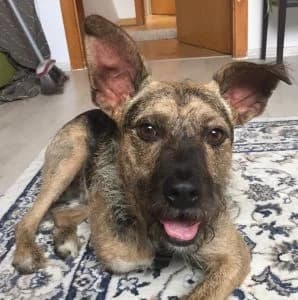 Jeck, male Mixed Breed for adoption at Tierschutzverein Hunde in Not Rhein-Main e.V.