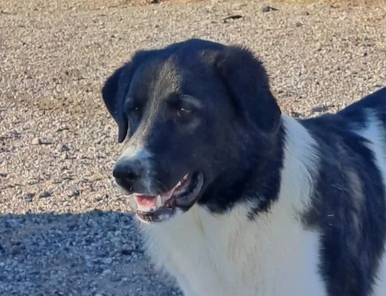 Baxter, male young Mixed Breed for adoption at Tierschutzverein Hunde in Not Rhein-Main e.V., Bad Vilbel