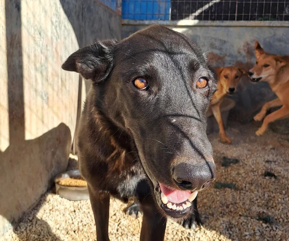 Mike II, male young Mixed Breed for adoption at Tierschutzverein Hunde in Not Rhein-Main e.V., Bad Vilbel