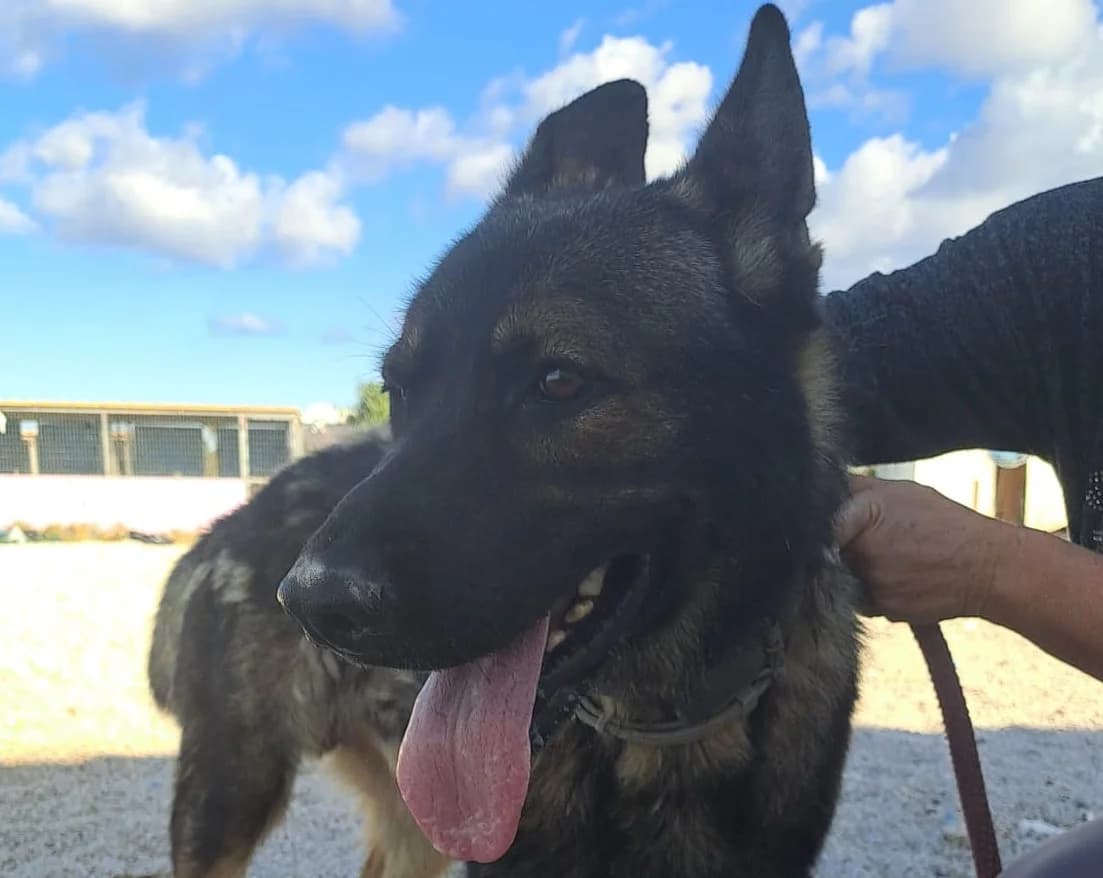 Thor II, male 6yo German Shepherd for adoption at Tierschutzverein Hunde in Not Rhein-Main e.V., Bad Vilbel