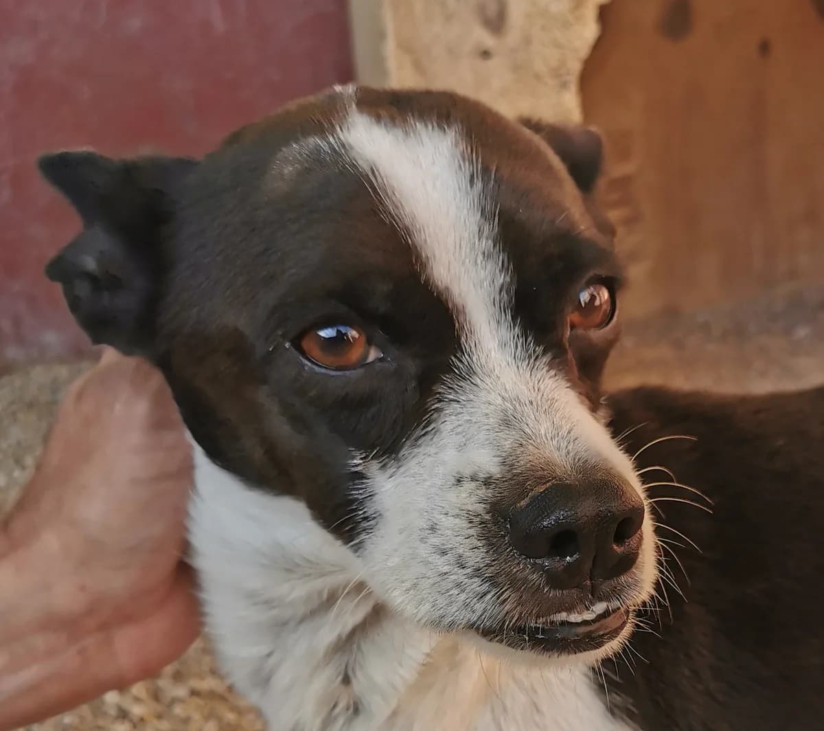 Bruno San, male puppy Mixed Breed for adoption at Tierschutzverein Hunde in Not Rhein-Main e.V., Bad Vilbel