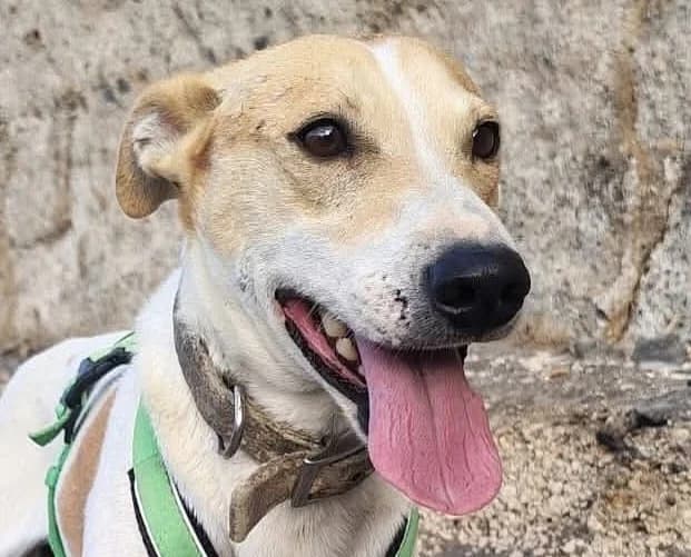 Frisbee, male 4yo Mixed Breed for adoption at Tierschutzverein Hunde in Not Rhein-Main e.V., Bad Vilbel
