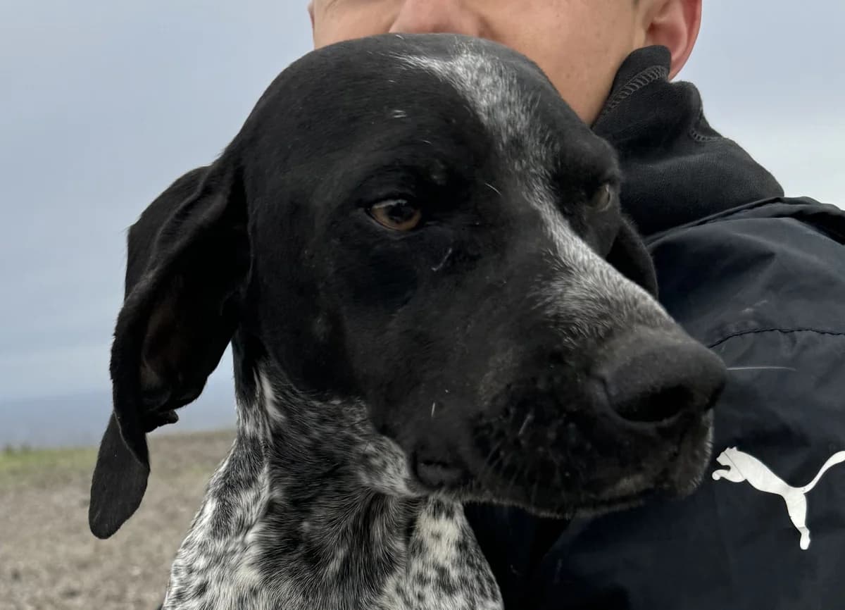 Artemis I, female young Pointer for adoption at Tierschutzverein Hunde in Not Rhein-Main e.V., Bad Vilbel