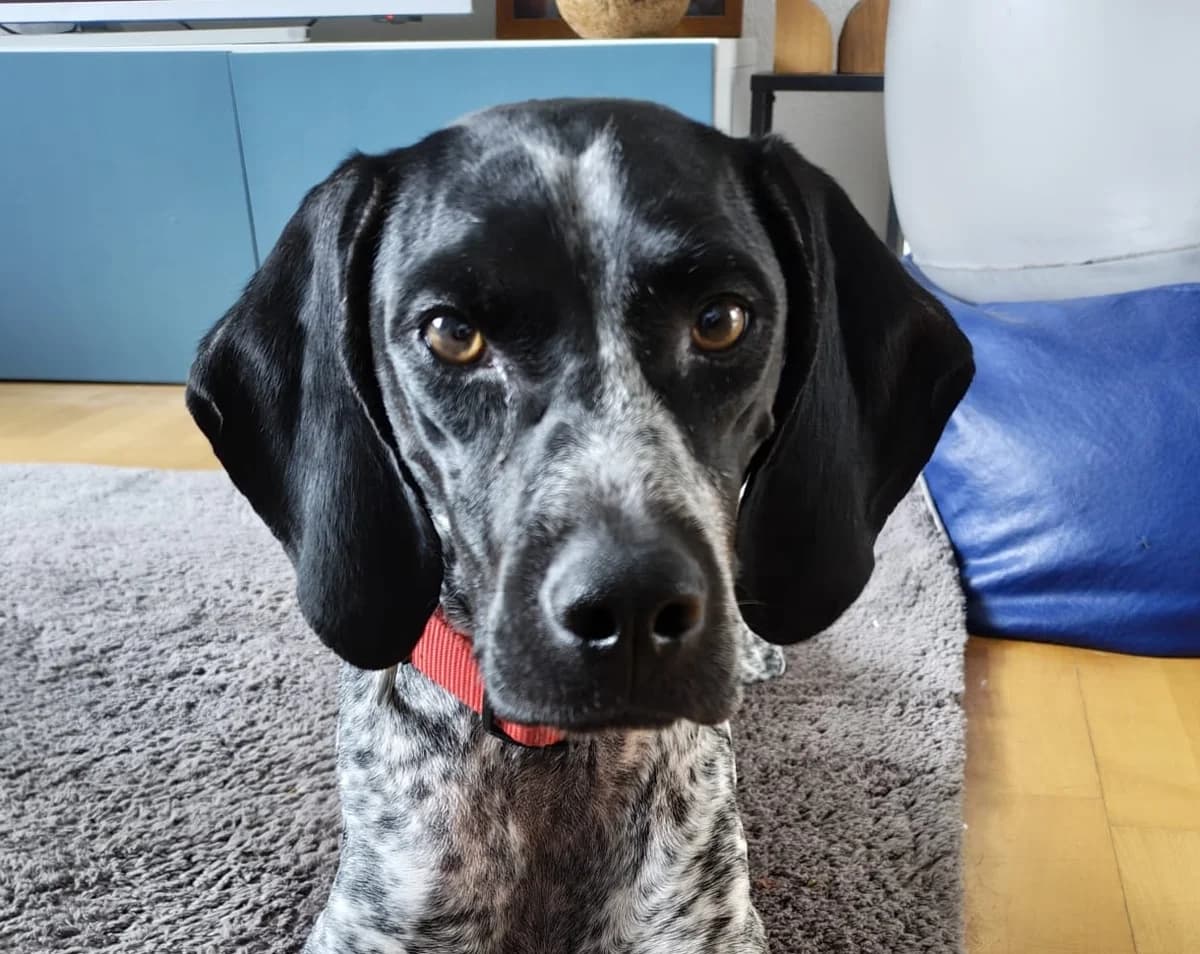 Artemis I, female young Pointer for adoption at Tierschutzverein Hunde in Not Rhein-Main e.V., Bad Vilbel