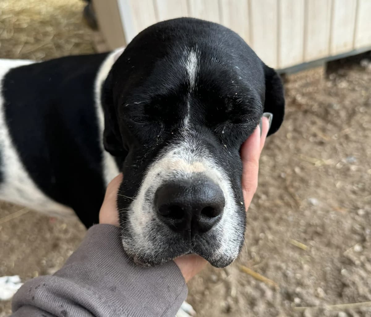 Ayla I, female puppy Pointer for adoption at Tierschutzverein Hunde in Not Rhein-Main e.V., Bad Vilbel