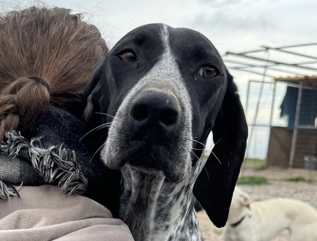 Lito, female young Pointer for adoption at Tierschutzverein Hunde in Not Rhein-Main e.V., Bad Vilbel