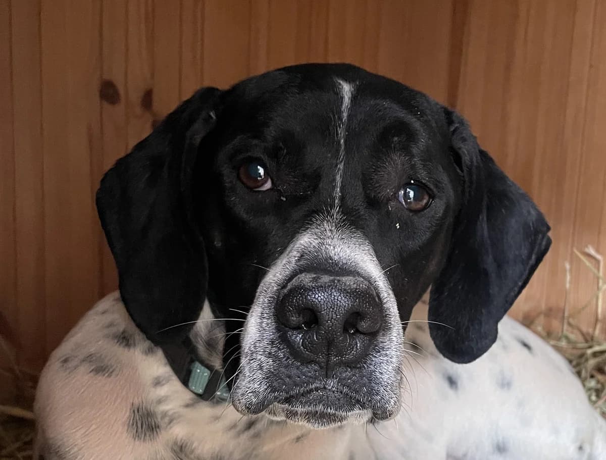 Adonis, male young Pointer for adoption at Tierschutzverein Hunde in Not Rhein-Main e.V., Bad Vilbel
