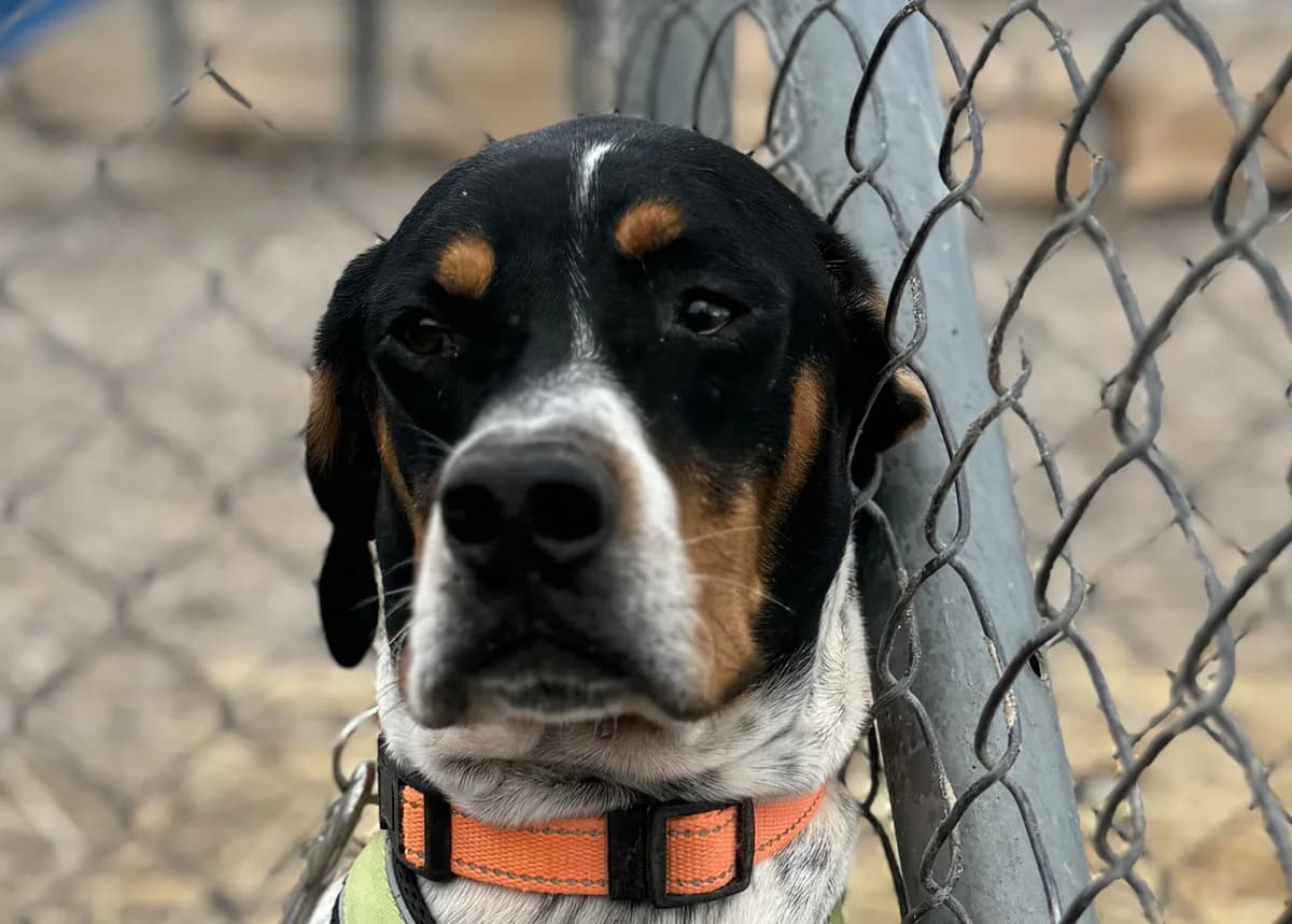 Apollo, male young Pointer for adoption at Tierschutzverein Hunde in Not Rhein-Main e.V., Bad Vilbel