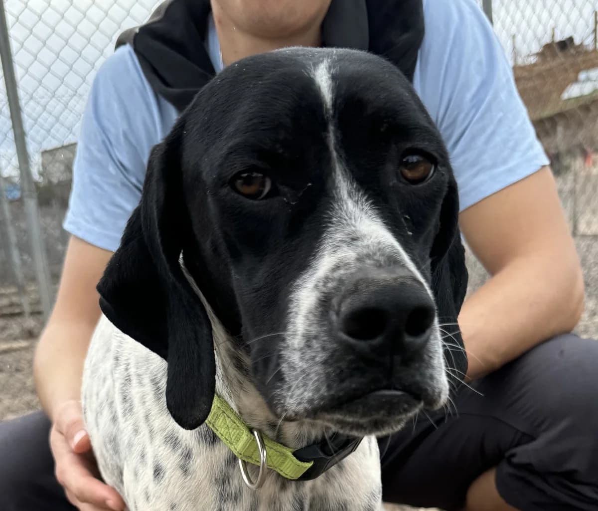 Artemis SAWA, male Pointer for adoption at Tierschutzverein Hunde in Not Rhein-Main e.V., Bad Vilbel