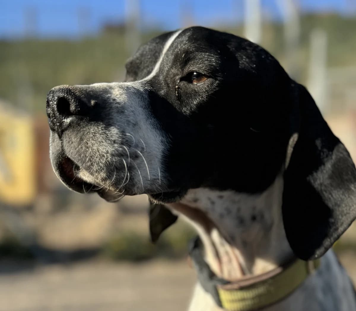 Lilli I, female 5yo Pointer for adoption at Tierschutzverein Hunde in Not Rhein-Main e.V., Bad Vilbel