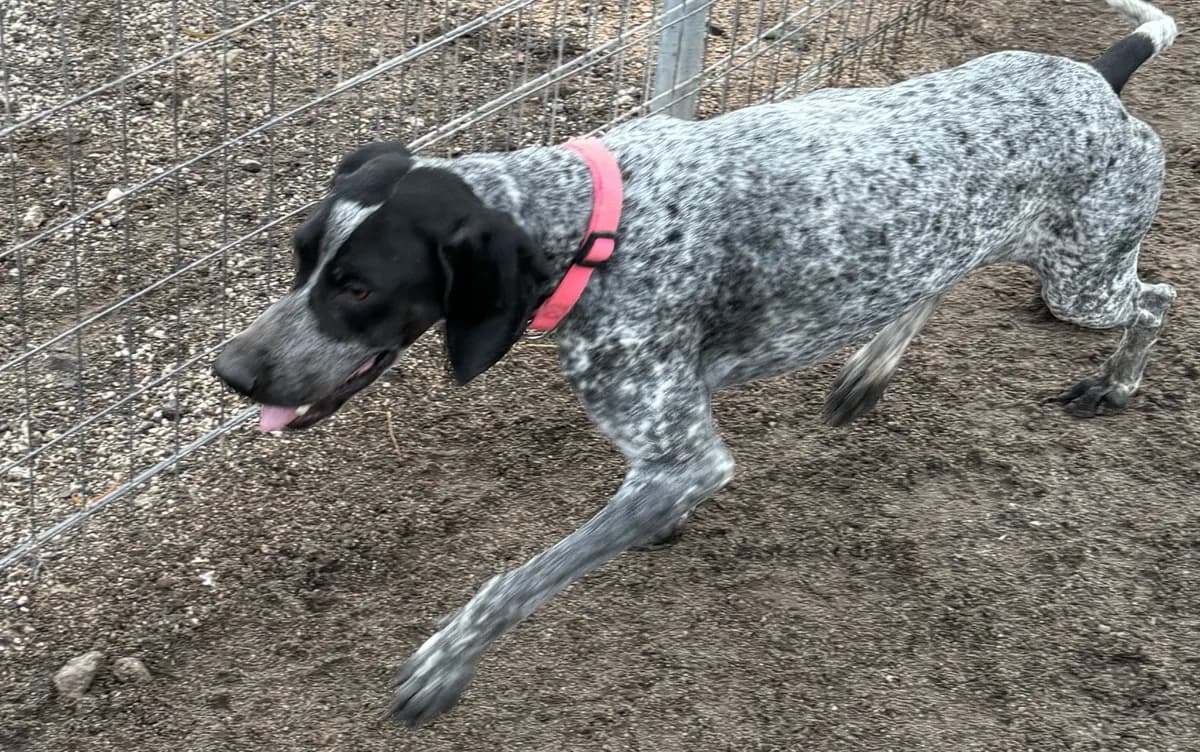 Nicoletta, female Pointer for adoption at Tierschutzverein Hunde in Not Rhein-Main e.V., Bad Vilbel