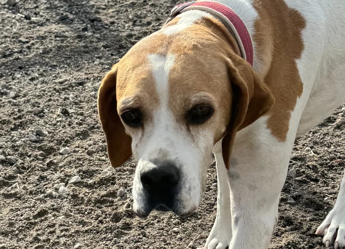 Zaika, female 7yo Pointer for adoption at Tierschutzverein Hunde in Not Rhein-Main e.V., Bad Vilbel