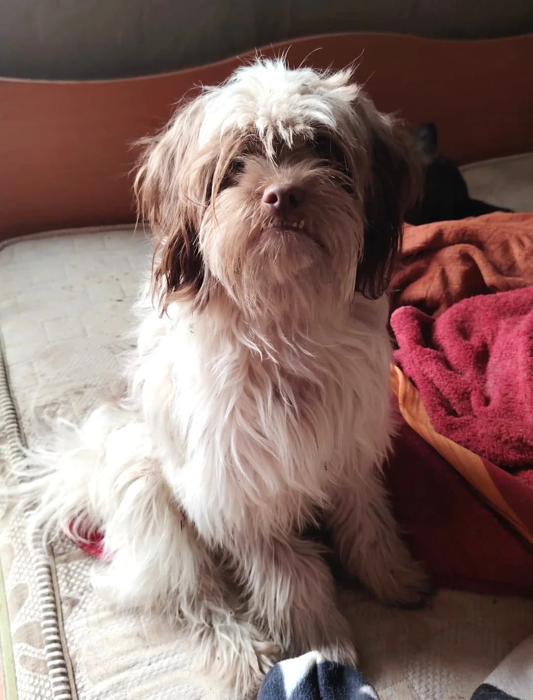 Scooby, male puppy Mixed Breed for adoption at Tierschutzverein Hunde in Not Rhein-Main e.V., Bad Vilbel