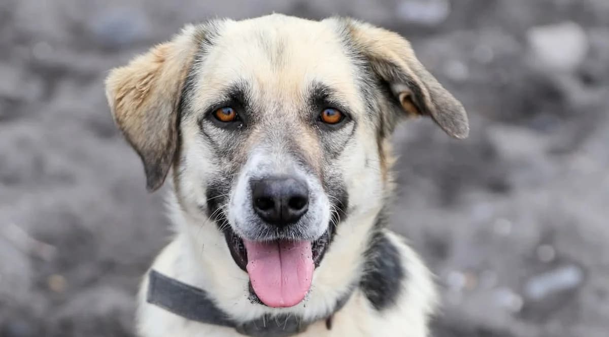 Agatha, female Mixed Breed for adoption at Tierschutzverein Hunde in Not Rhein-Main e.V., Bad Vilbel