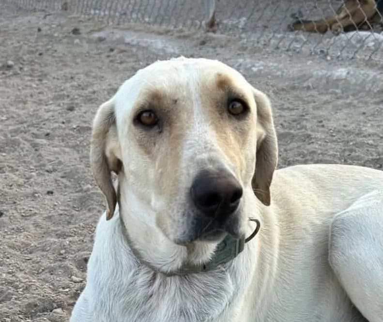 Gia, female puppy Mixed Breed for adoption at Tierschutzverein Hunde in Not Rhein-Main e.V., Bad Vilbel