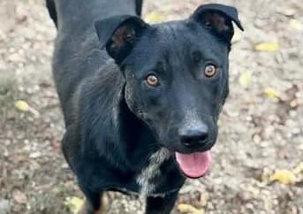 Tifo, male Mixed Breed for adoption at Tierschutzverein Hunde in Not Rhein-Main e.V., Bad Vilbel